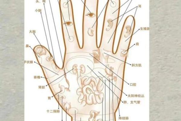 手型算命：兼型手人的性格与命运