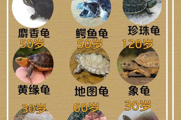 乌龟一般养几只吉利养龟风水养单数还是双数好