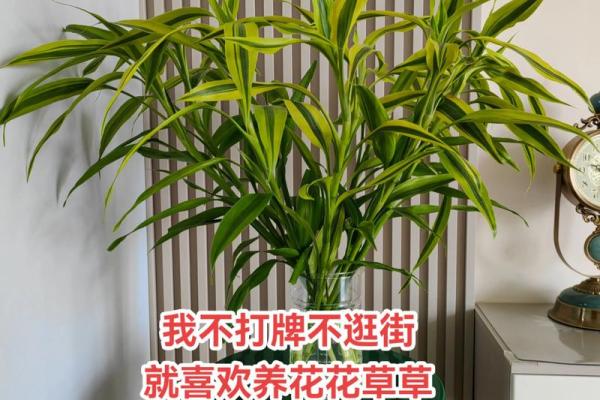 富贵竹究竟摆放在什么方位好呢