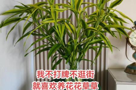 富贵竹究竟摆放在什么方位好呢