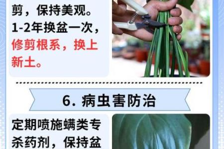 白掌风水攻略