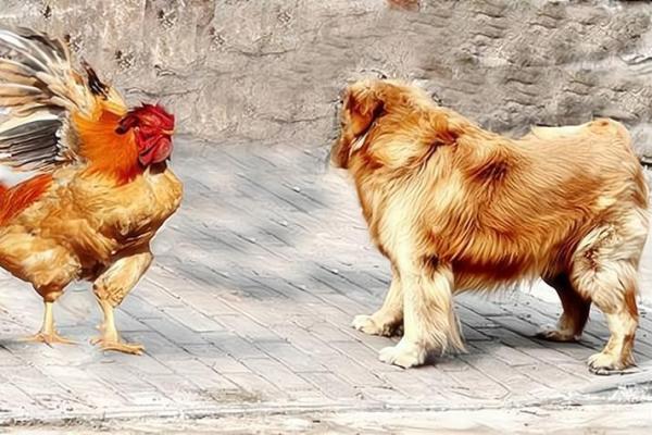 合八字属鸡和属猪的适合做夫妻吗