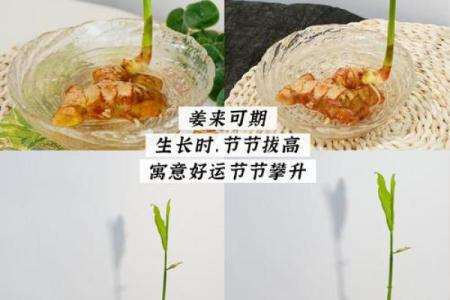 种生姜 风水