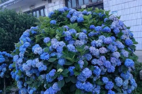 民间看花树算命是违法吗