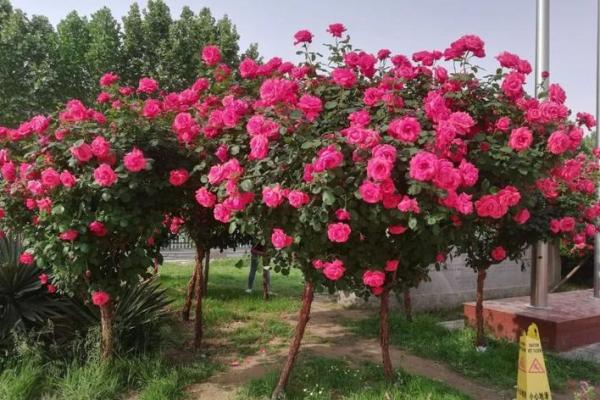民间看花树算命是违法吗