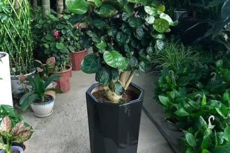 办公室摆放植物有什么风水讲究