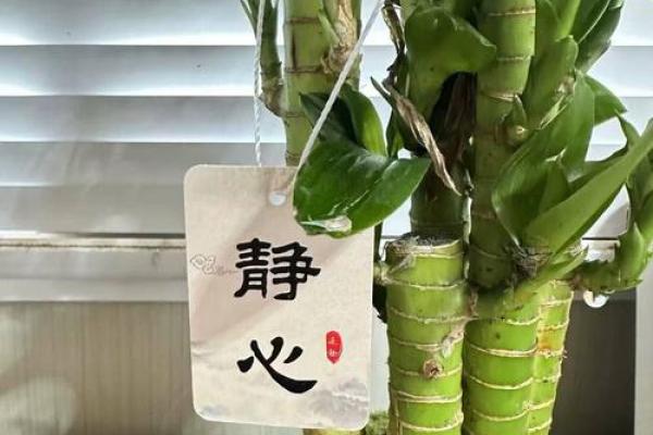 家中养富贵竹风水有讲究