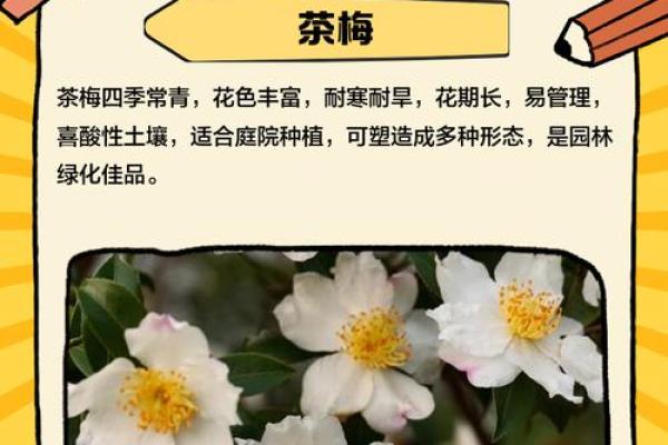 四季如春屋前种什么树最旺风水讲究