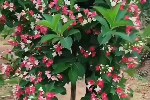 五彩锦带风水