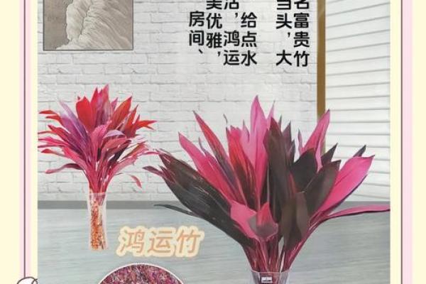 风水转运_鸿运竹养几根才更好