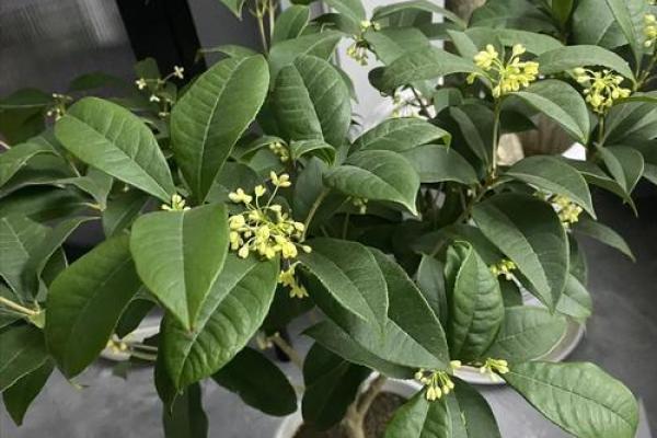 风水家里最旺财的三种树是什么