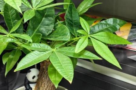 风水家里最旺财的三种树是什么