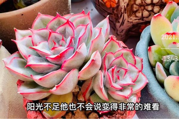 多肉星座系列怎么区分