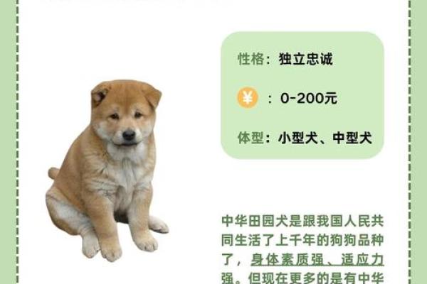 养狗生辰八字