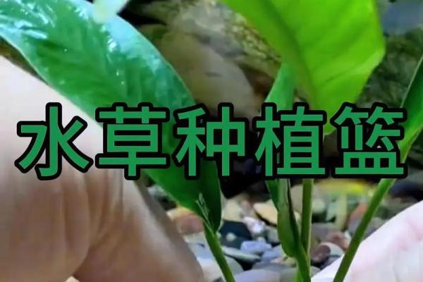 八字水旺农业：优质水草培育技巧分享