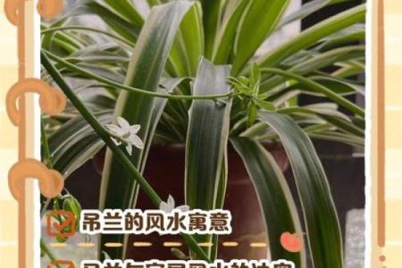 办公室吊兰摆放风水攻略为您营造舒适办公环境
