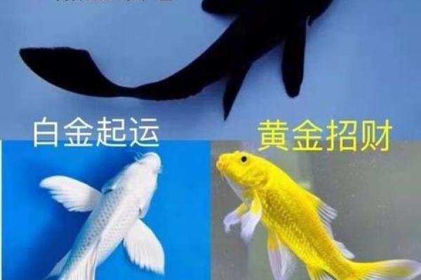 属兔人最适合养什么风水鱼？