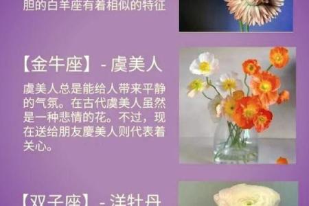十二星座专属花卉，唯美与性格的完美契合