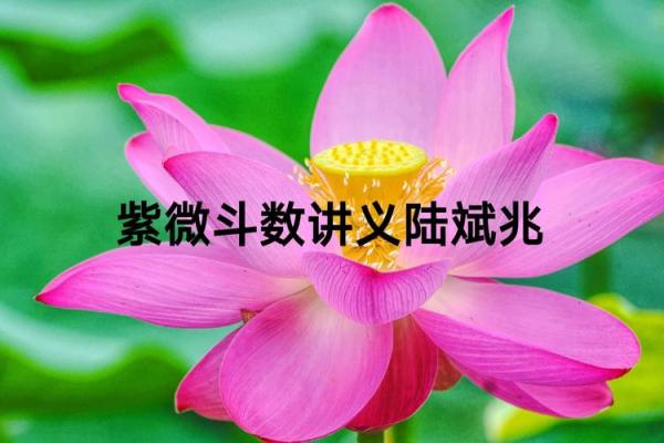 陆兆斌紫薇斗数