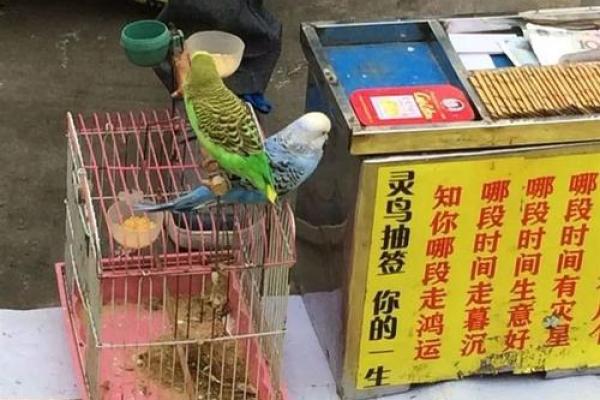 鸟算命揭秘 鸟算命揭秘