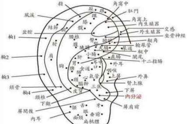 女人耳朵看相算命 女人耳朵看相算命