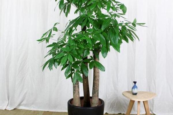 风水旺财_客厅旺财植物有哪些呢