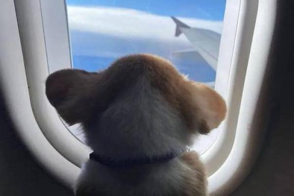 单身狗八字问卜:详解单身狗的桃花运势 单身狗八字问卜:详解单身狗的桃花运势