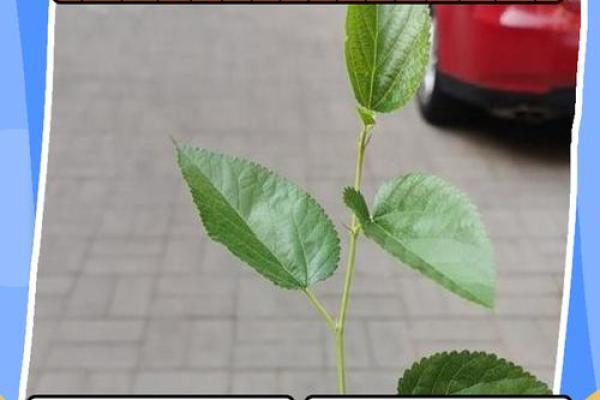 十大凶树十大吉树都是哪些风水树? 十大凶树十大吉树都是哪些风水树?