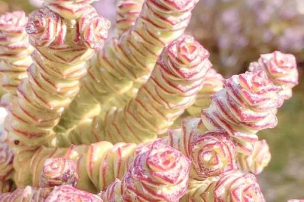 办公室花卉摆放风水 小小的一盆花也有讲究 办公室花卉摆放风水 小小的一盆花也有讲究