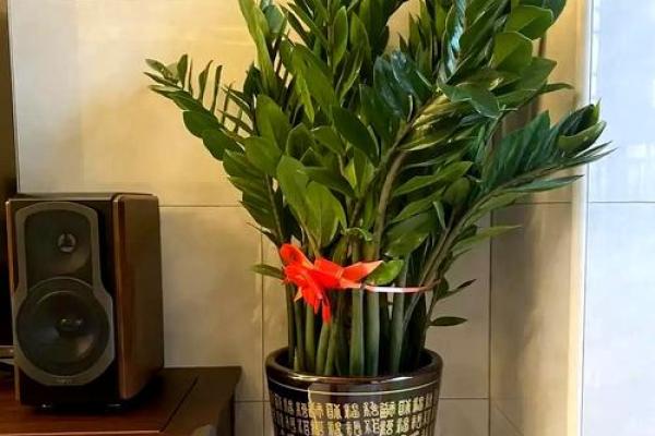 办公室花卉摆放风水 小小的一盆花也有讲究 办公室花卉摆放风水 小小的一盆花也有讲究