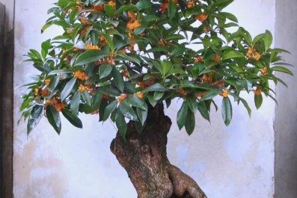 房子墙边长树风水好吗