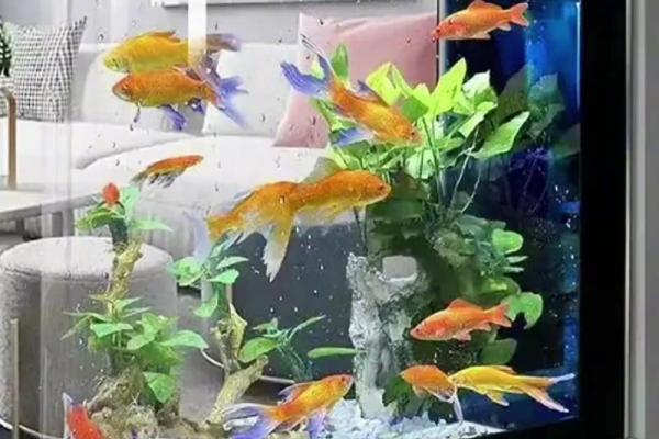 家中养鱼6大风水禁忌客厅鱼缸怎么摆放旺财示意图 家中养鱼6大风水禁忌客厅鱼缸怎么摆放旺财示意图