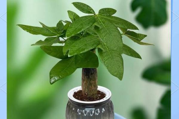 公司摆放风水禁忌 摆放什么植物可以招财 公司摆放风水禁忌 摆放什么植物可以招财