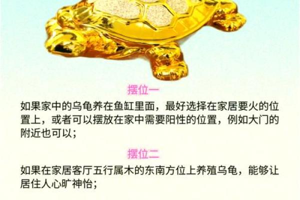 风水乌龟壳的功效与作用 风水乌龟壳的功效与作用