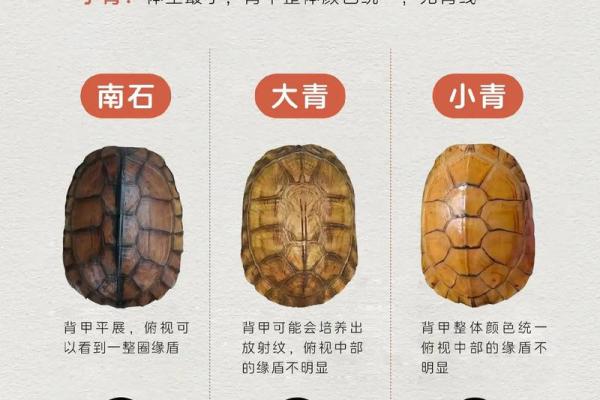 风水乌龟壳的功效与作用 风水乌龟壳的功效与作用