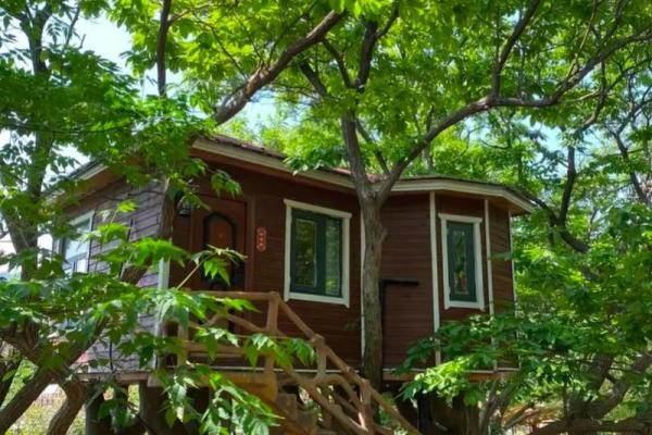 树上的房子风水 树上的房子风水