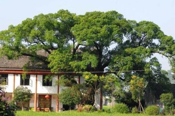 树上的房子风水 树上的房子风水