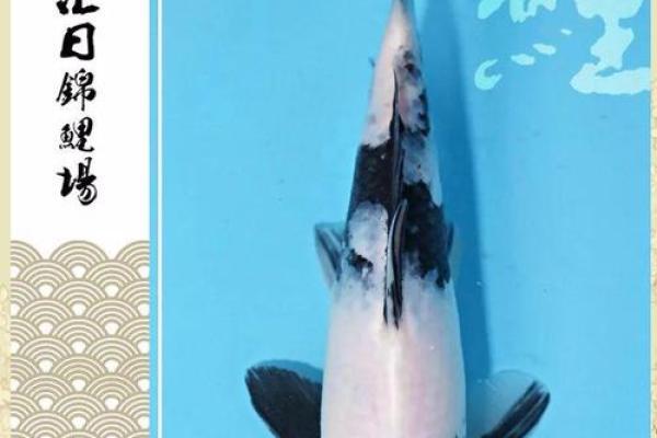 风水鱼应该养几条五行来论凶吉