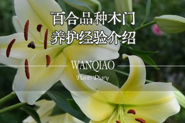 百合花有哪些风水作用 百合花有哪些风水作用