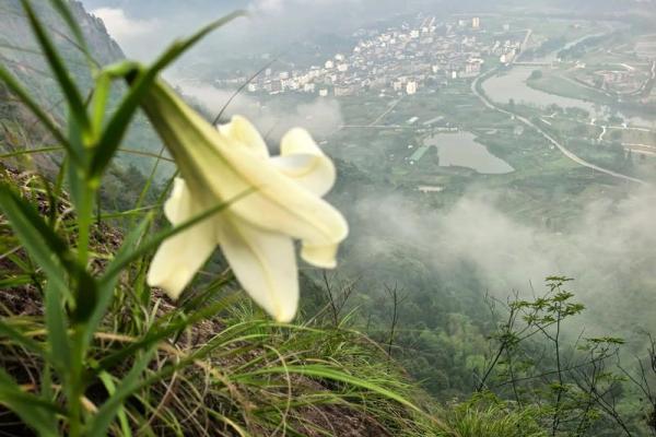 百合花有哪些风水作用 百合花有哪些风水作用