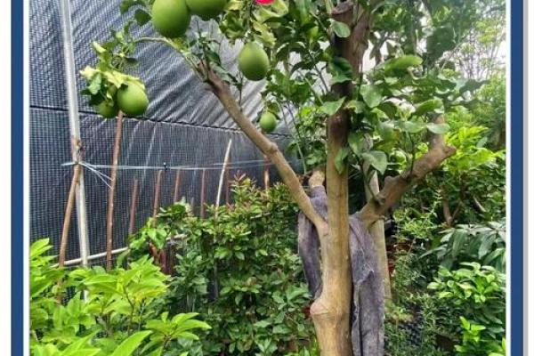 房子屋顶能种柚子树吗风水 房子屋顶能种柚子树吗风水