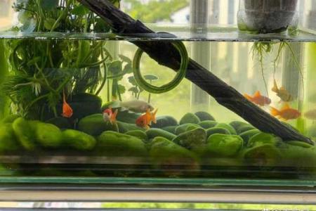 家里养鱼也有风水讲究这么一说