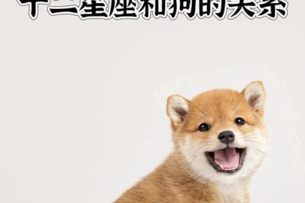 属狗星座性格特点详解及相应配对建议