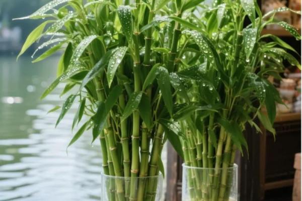 家居生活中风水植物与健康开运