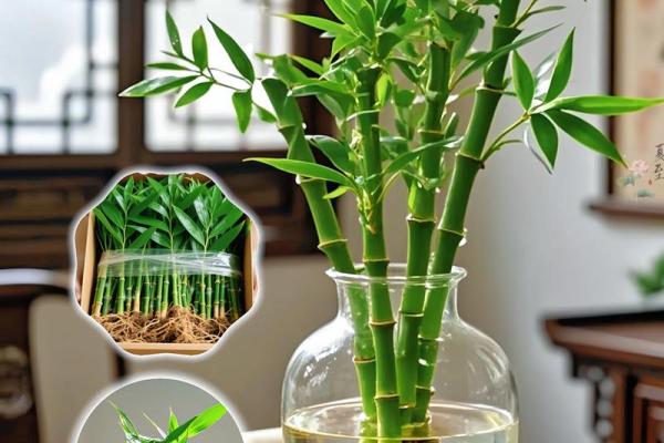 家居生活中风水植物与健康开运