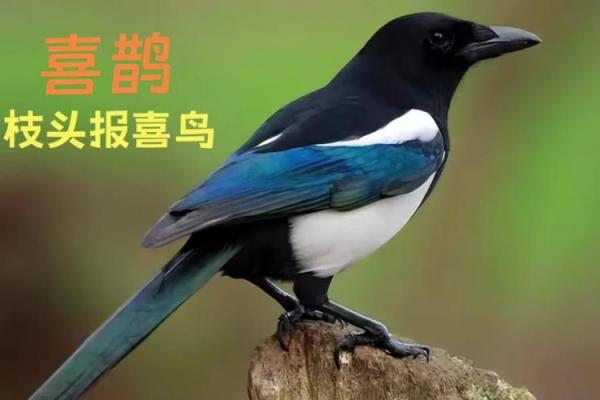 看到喜鹊为什么不吉利风水观点 看到喜鹊为什么不吉利风水观点