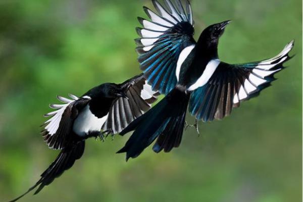 看到喜鹊为什么不吉利风水观点 看到喜鹊为什么不吉利风水观点