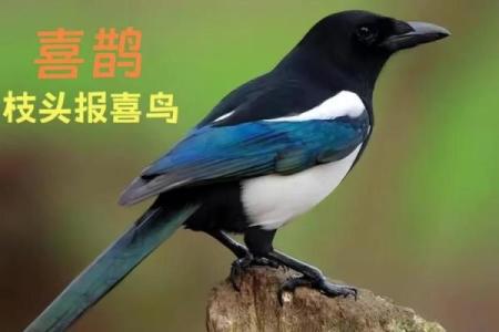 看到喜鹊为什么不吉利风水观点