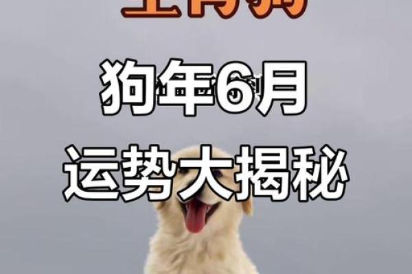 免费算命属狗明年财运