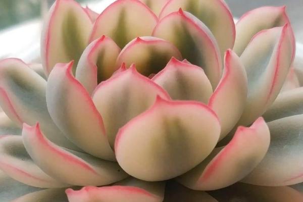 星座多肉中最好看的品种